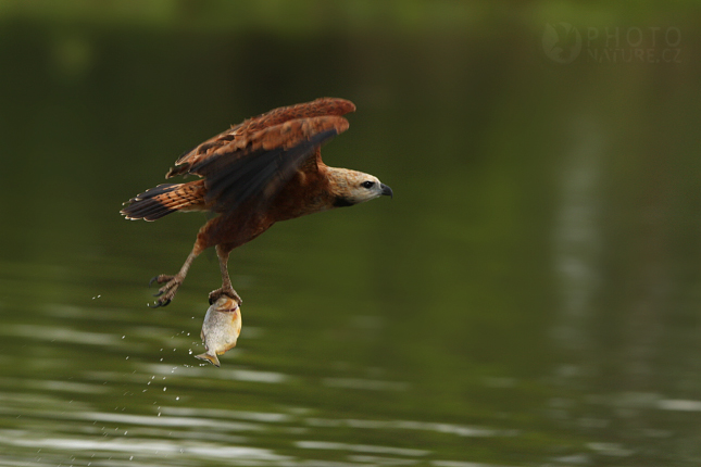 Black-collared Hawk (Busarellus nigricollis), Pantanal