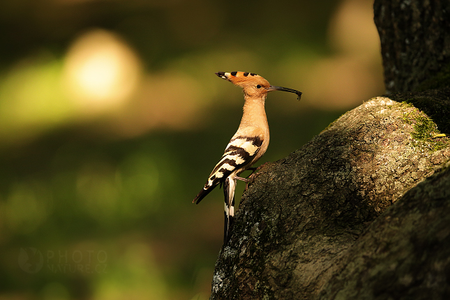 Hoopoe