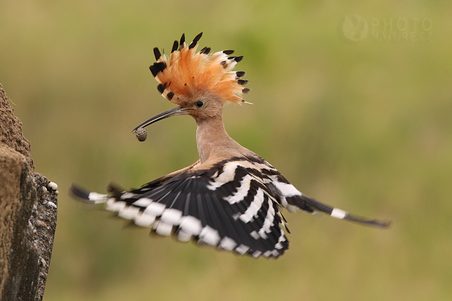 Eurasian Hoopoe (Upupa epops), Hungary