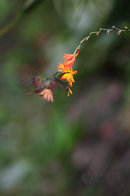 Chestnut-breasted Coronet