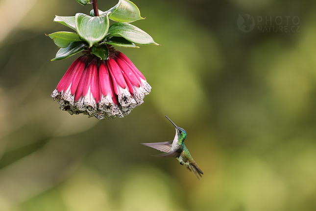 Andean Emerald 