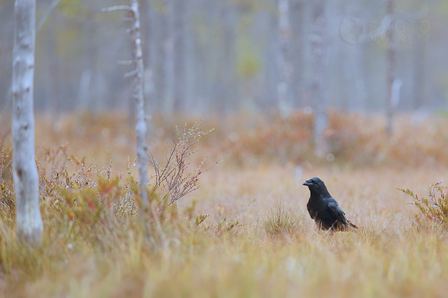 The Common Raven