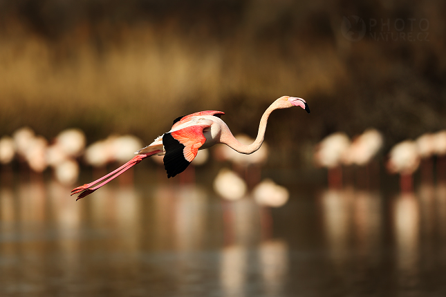 Greater Flamingo