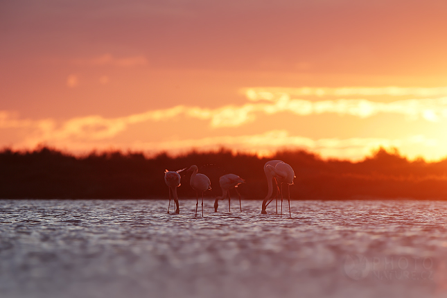 Greater Flamingo