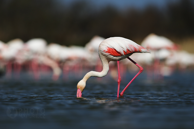 Greater Flamingo