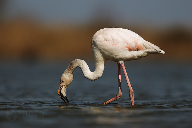 Greater Flamingo