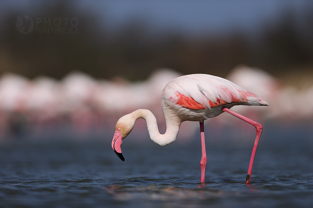 Greater Flamingo