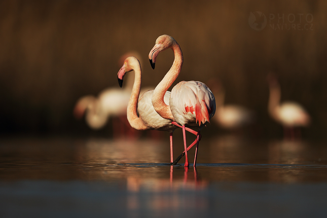 Greater Flamingo