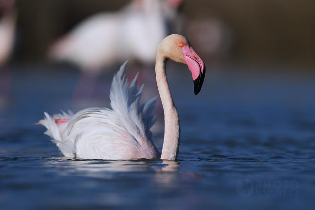 Greater Flamingo