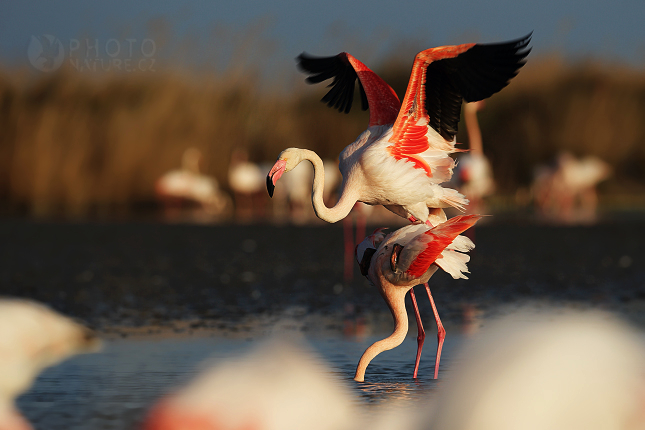 Greater Flamingo