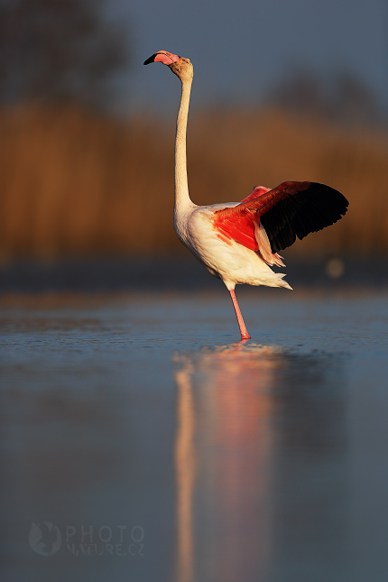 Greater Flamingo