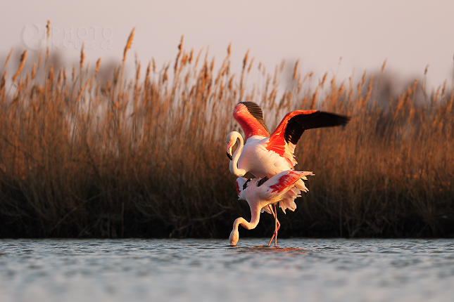 Greater Flamingo