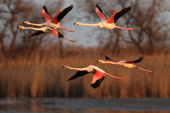 Greater Flamingo