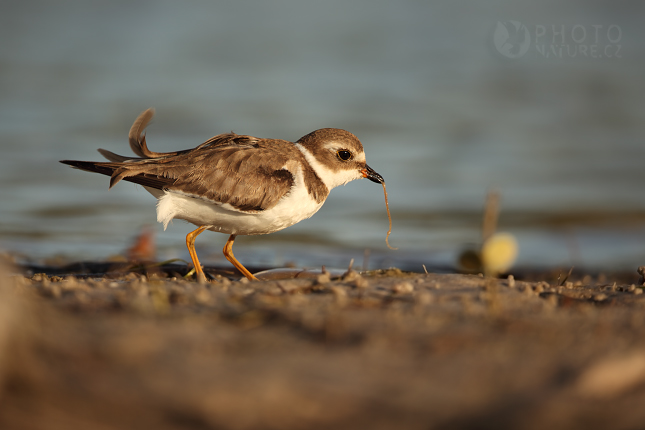 Wilson's Plover (Charadrius wilsonia), Florida