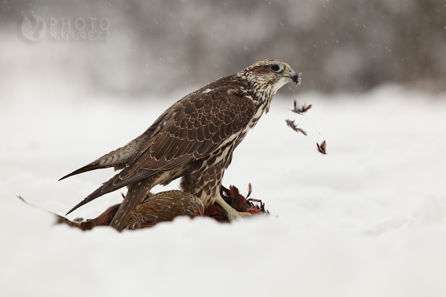 Saker Falcon (Falco cherrug), Česko