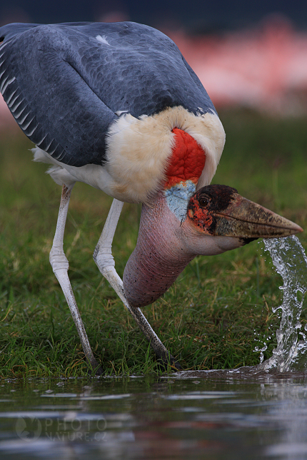 Marabou Stork