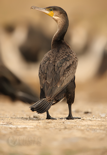 Kormorán dlouhoocasý (Phalacrocorax africanus), Uganda