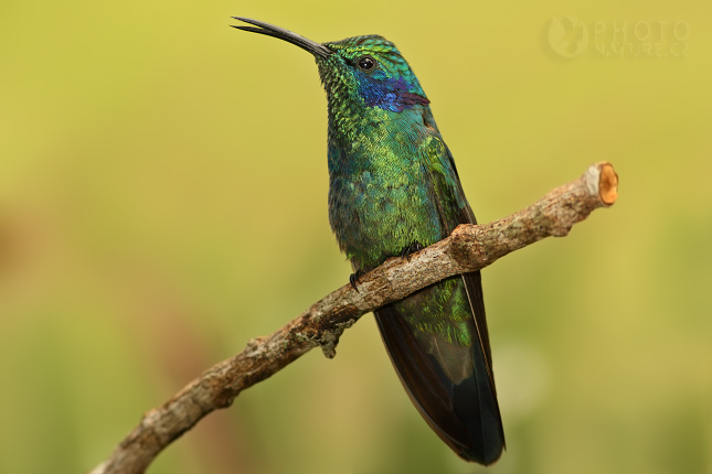 Kolibřík zelený (Colibri thalassinus), Kostarika