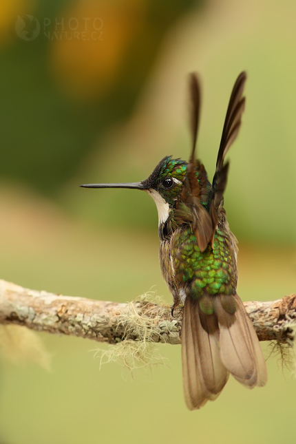 Kolibřík pokřovní (Lampornis castaneoventris), Kostarika