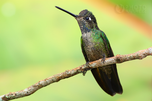 Kolibřík skvostný (Eugenes fulgens), Kostarika