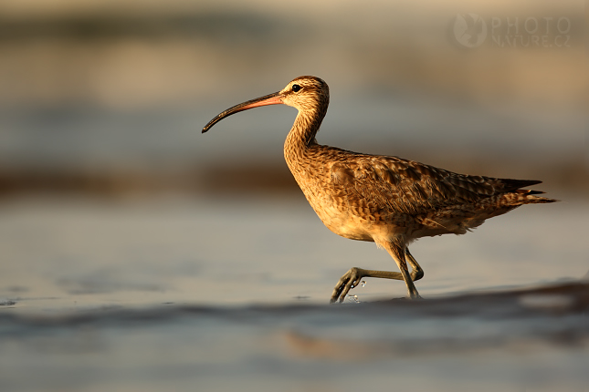 Koliha malá (Numenius phaeopus), Kostarika