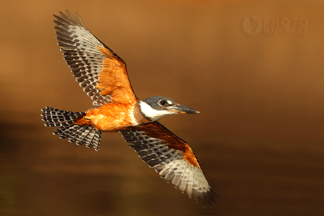 Ringed Kingfisher