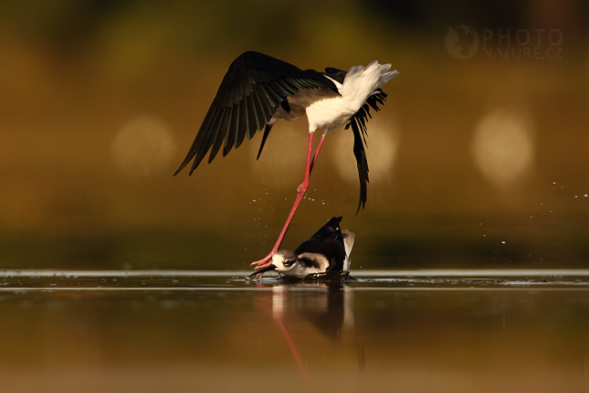 Black-winged Stilt