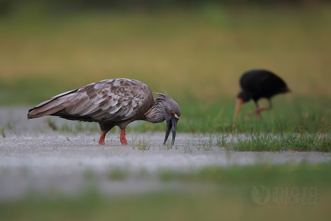 Plumbeous Ibis, Pantanal