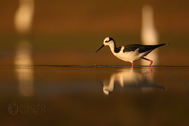 Black-winged Stilt