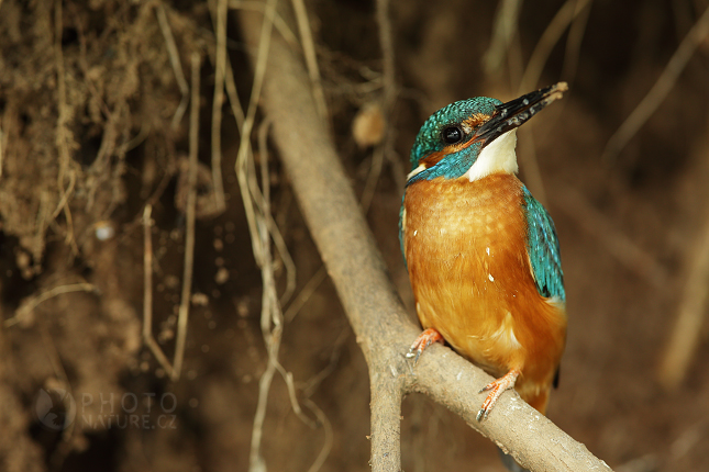 Common Kingfisher  