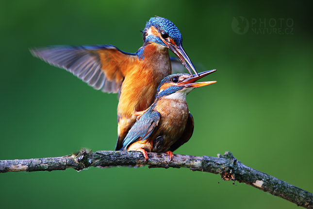 Common Kingfisher  