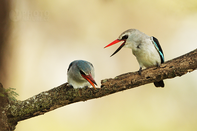 Woodland Kingfisher