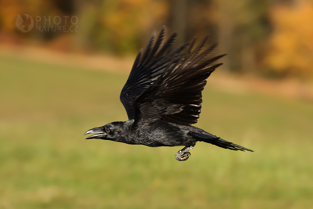 Raven (Corvus corax), Česko