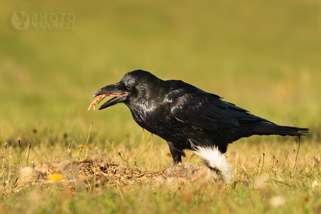 Raven (Corvus corax), Česko