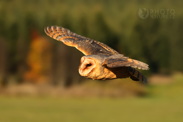 Barn Owl (Tyto alba), Česko