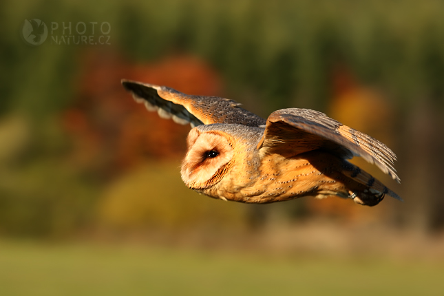 Barn Owl (Tyto alba), Česko