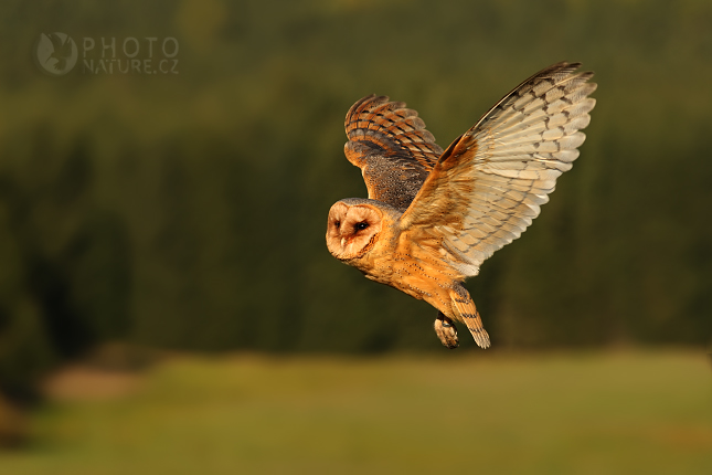 Barn Owl (Tyto alba), Česko