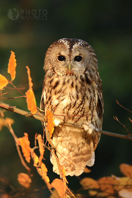 Eurasian Tawny Owl (Strix aluco), Česko