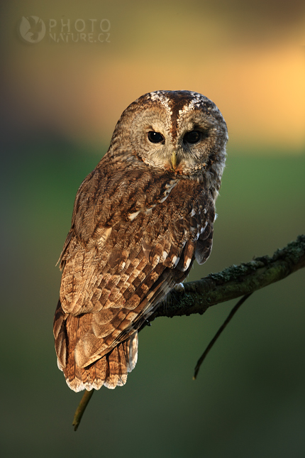 Eurasian Tawny Owl (Strix aluco), Česko