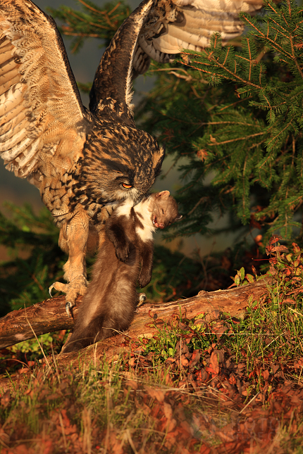 Eurasian Eagle Owl (Bubo bubo), Česko