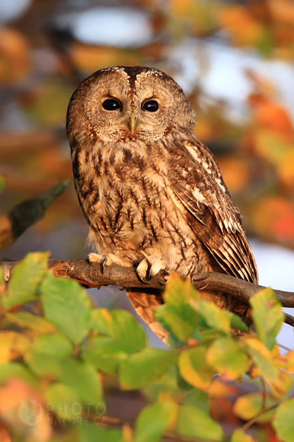 Eurasian Tawny Owl (Strix aluco), Česko