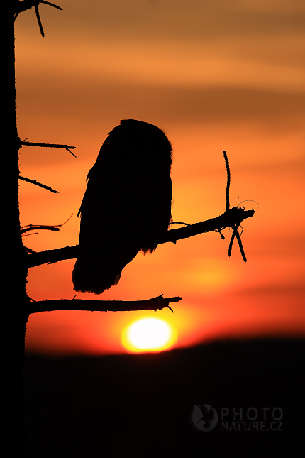 Barn Owl (Tyto alba), Česko