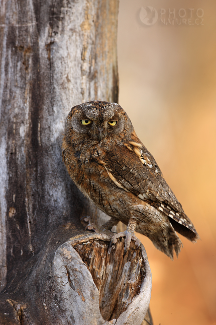 Common Scops Owl (Otus scops), Česko