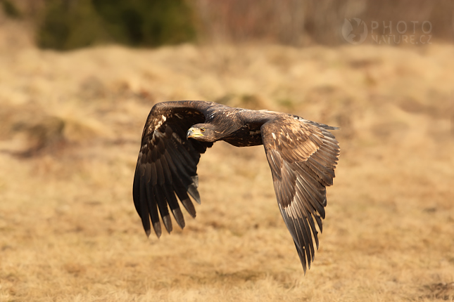 White-tailed Eagle (Haliaeetus albicilla), Česko