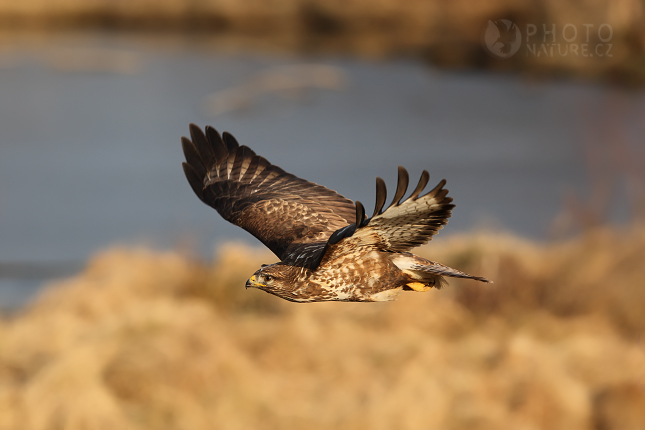 Common Buzzard (Buteo buteo), Česko