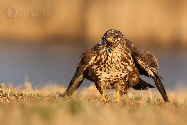 Common Buzzard (Buteo buteo), Česko