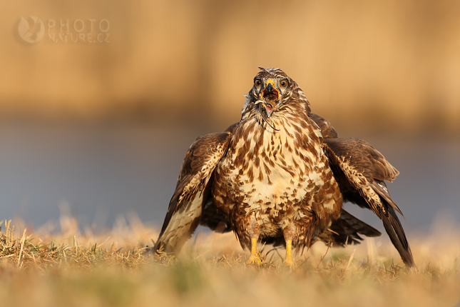 Common Buzzard (Buteo buteo), Česko