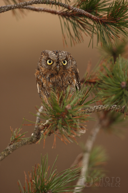 Common Scops Owl (Otus scops), Česko