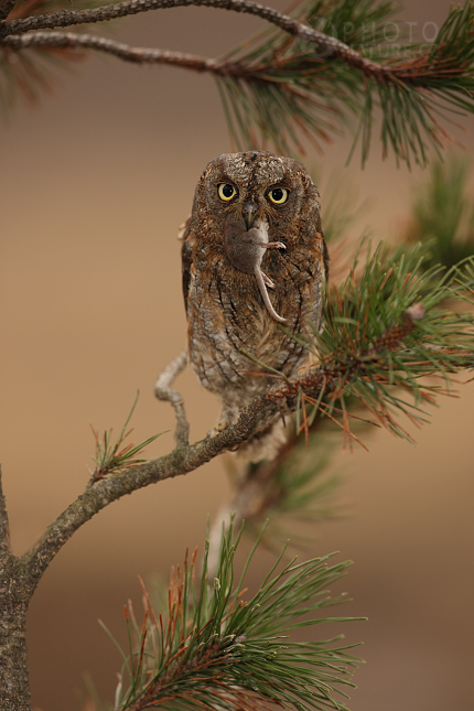 Common Scops Owl (Otus scops), Česko