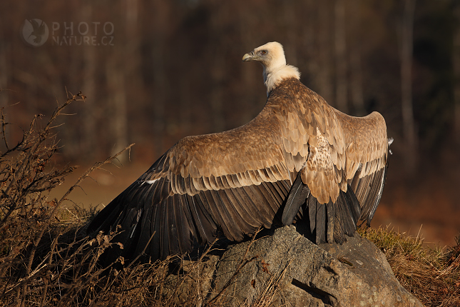 The Griffon Vulture (Gyps fulvus), Česko